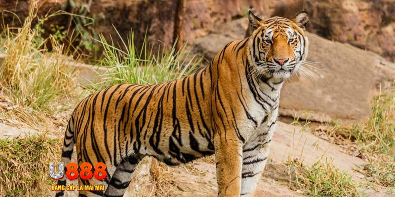 90ok xổ số bình thuận