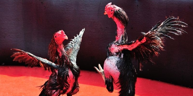 90ok thị trường baccarat là gì