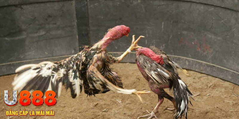 90ok đăng nhập tiến lên miền nam số 1